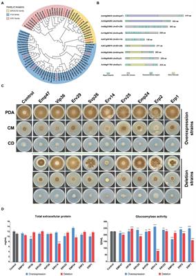 ERV14 receptor impacts mycelial growth via its interactions with cell wall synthase and transporters in Aspergillus niger